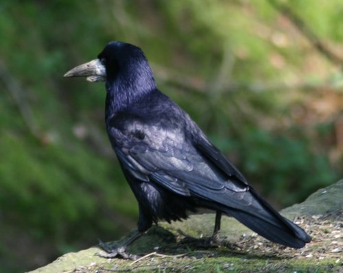 Rook as seen from the nature hide at Wallington Hall, Northumberland.