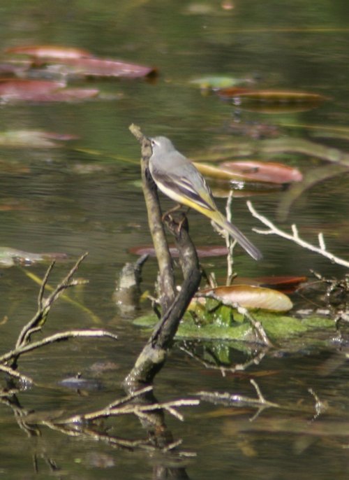 Grey Wagtail perched over the nature pond at Wallington Hall.