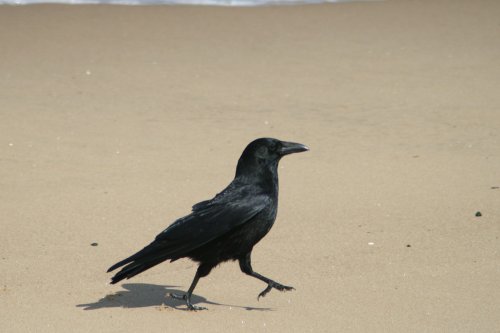 Carrion Crow doing the Goose Step on South Shield beach