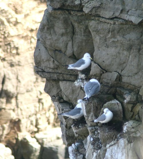 Kittiwakes nesting