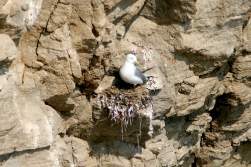 Kittiwake nest building