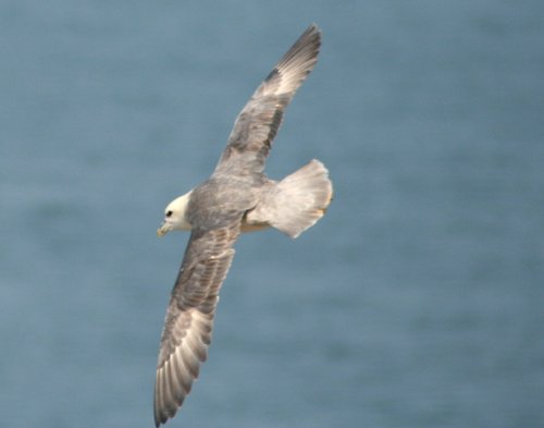 Fulmar, gliding along the cliffe edge near Souter Lighthouse, Whitburn.