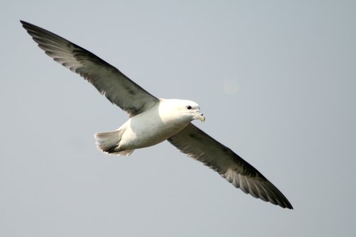 Fulmar gliding along the cliffe edge near Souter Lighthouse, Whitburn.