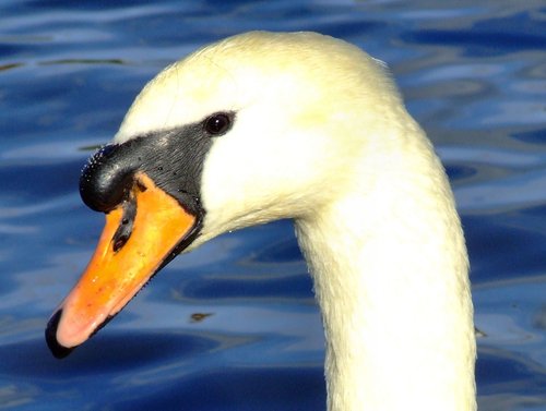 Mute swan at East park