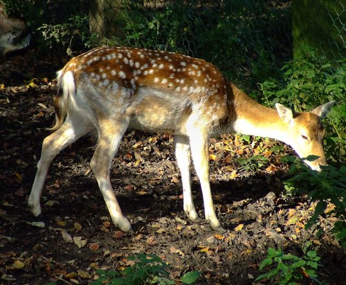 Fallow deer