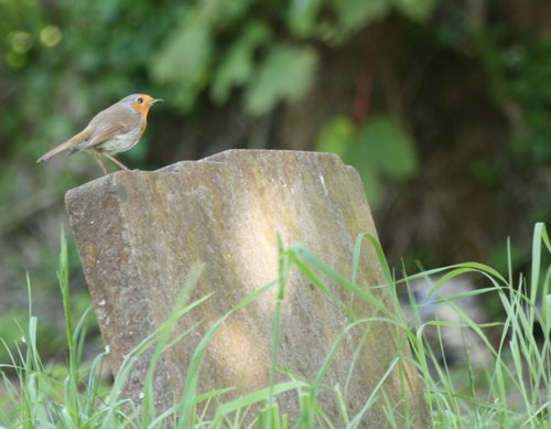 English Robin