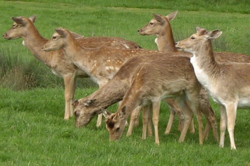 Deer at Charlecote Park