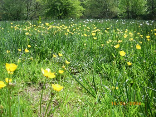 Wildflowers