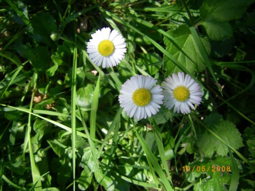 Wildflowers