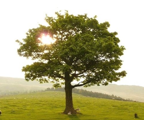 Tree at Dovestones Greenfield Nr Oldham, Lancashire