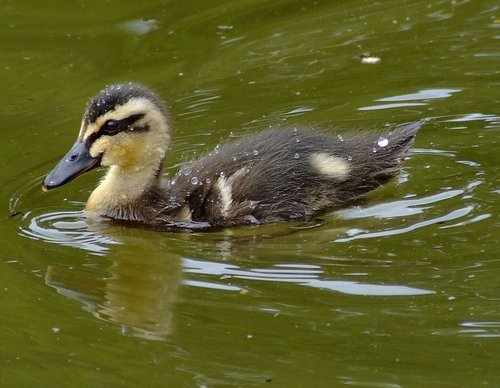 Duckling and splashes
