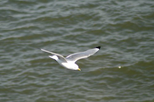 Kittiwake seen from cliff top at Whitburn.