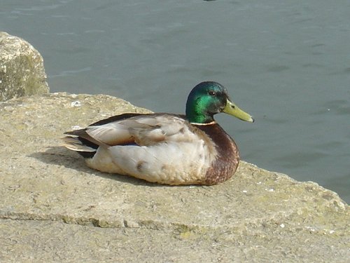 A Mallard by the River at Wareham, Dorset