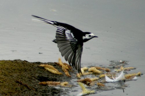 Pied Wagtail in flight.