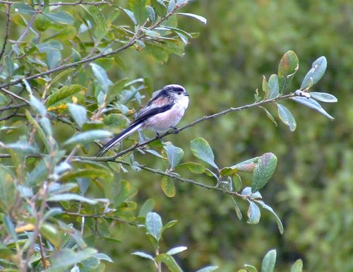 Long tailed tit