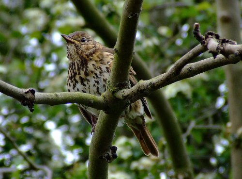 Young songthrush....turdus philomelos