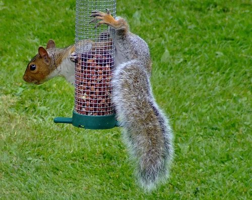 Grey squirrel....sciurus carolinensis