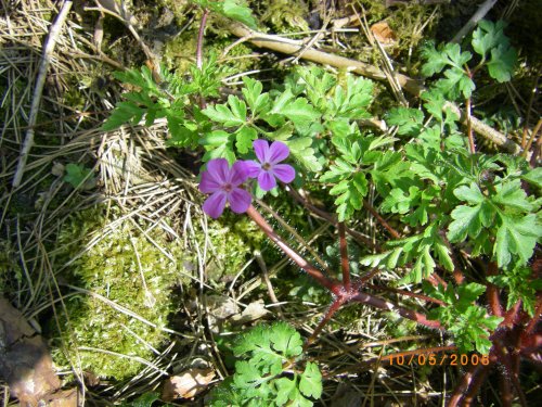 Wildflowers