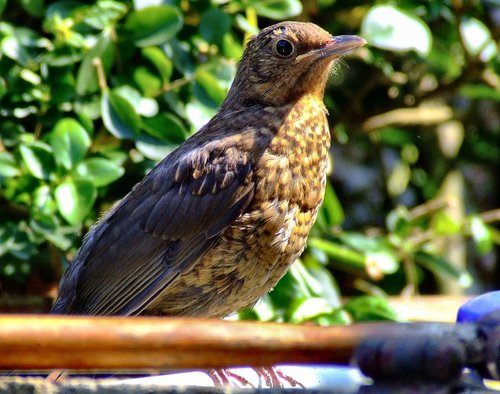 Young blackbird....turdus merula