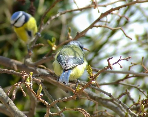 Pair of bluetits