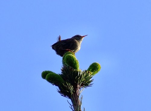 Wren