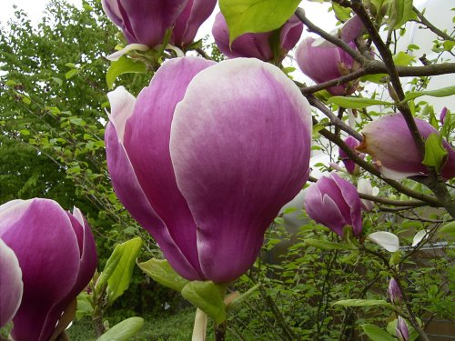 April blooms, Bowness on Winderermere.