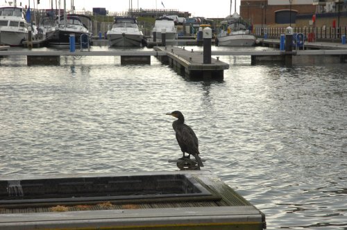 Eastbourne Marina