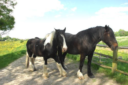 Alfriston Horses