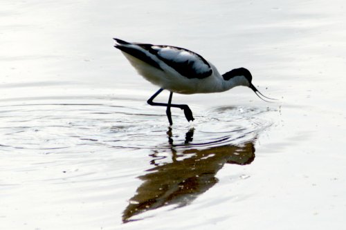 Avocet looking for food in the lagoon at Wahinhton Wetlands Centre.