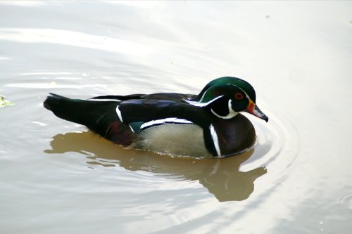 Wood Duck.