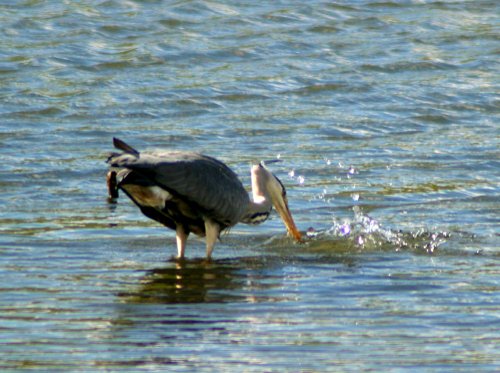 Herron Fishing at Herrington Pond.