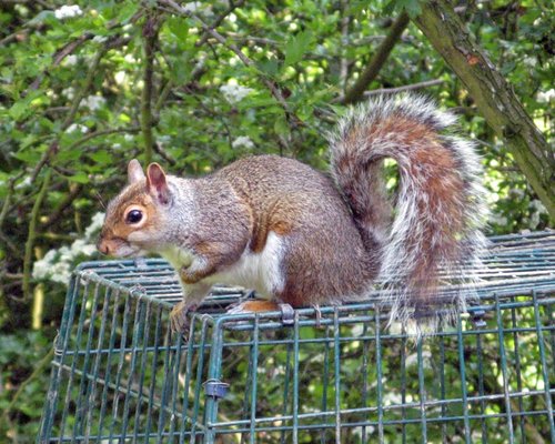 Grey Squirrel on bird feeder as seen from hide at Washington Wetland Centre.