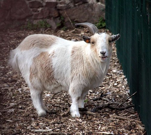An extremely rare one horned  pygmy goat