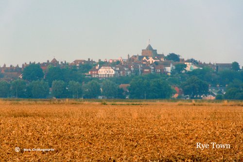 Rye at harvest time