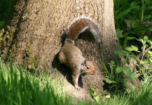 Grey Squirrel in woods at Washington Wetland Centre.