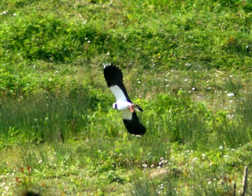 Lapwing flying over the lagoon.