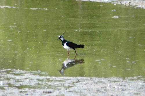 Lapwing in the lagoon, at Washington Wetland Centre.