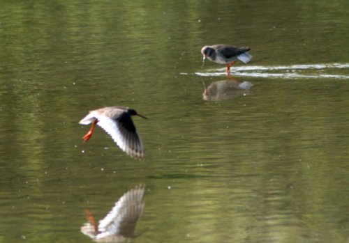 Redshanks at  the lagoon, at Washington Wetland Centre.