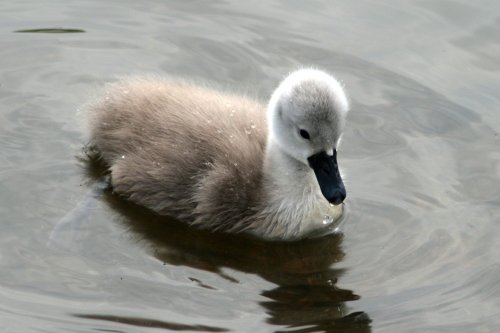 Mute Swan Cygnet.