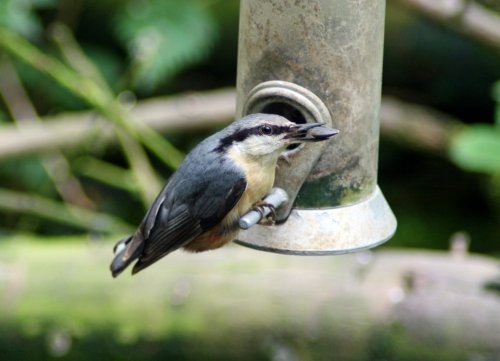 Nuthatch on feeder