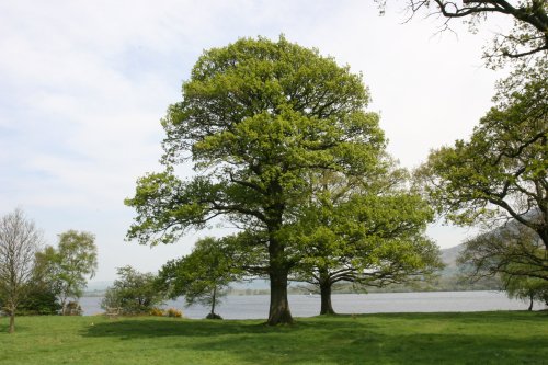 Oaks beside Bassenthwaite Lake