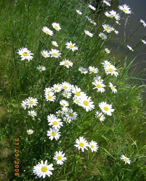 Wildflowers