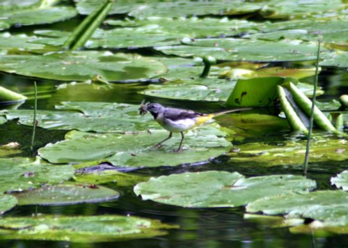 Grey Wagtail feeding on lily pads.