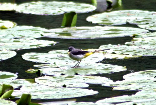 Grey Wagtail on lily pads