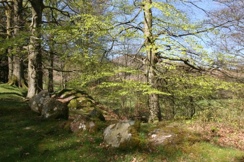 Woodland at Hawse End, Derwentwater