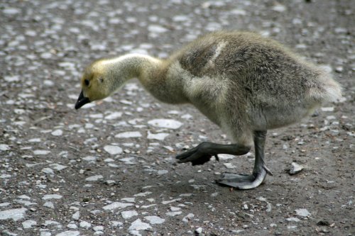 Young Canada Goose in the grounds of Wallington Hall.