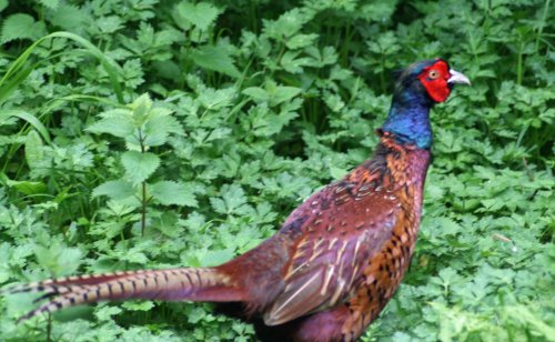 Pheasant as seen from the nature hide at Wallington Hall