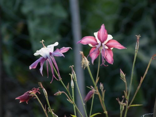 Flowers in Steeple Claydon allotments