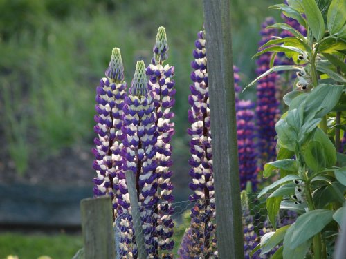 Flowers in Steeple Claydon allotments