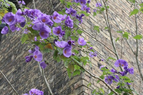 Lovely flowering plant in an Ely Tearoom